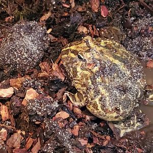 Meet your Posher, Donald